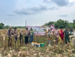 Polsek Rupat Bersama Kelompok Tani Panen Jagung Kuartal 2, Mendukung Swasembada Pangan Tahun 2026
