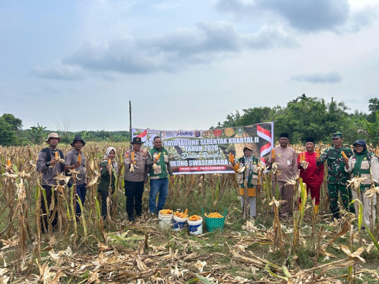 Polsek Rupat Bersama Kelompok Tani Panen Jagung Kuartal 2, Mendukung Swasembada Pangan Tahun 2026
