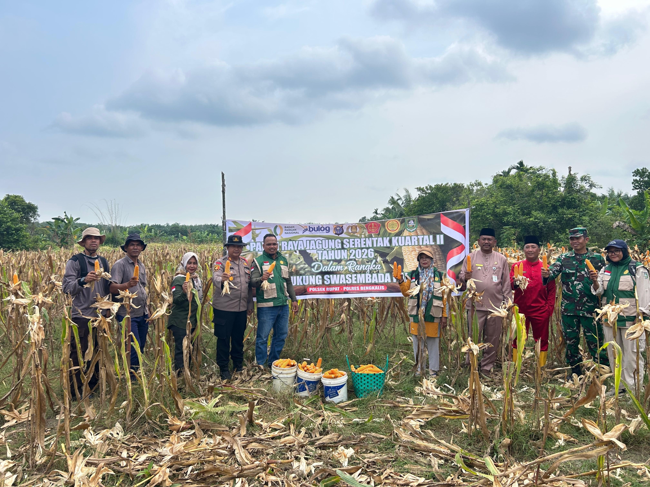 Polsek Rupat Bersama Kelompok Tani Panen Jagung Kuartal 2, Mendukung Swasembada Pangan Tahun 2026