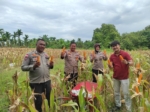 Panen Jagung Perkuat Ketahanan Pangan, Polsek Rupat Bersama Petani Raih Hasil Memuaskan