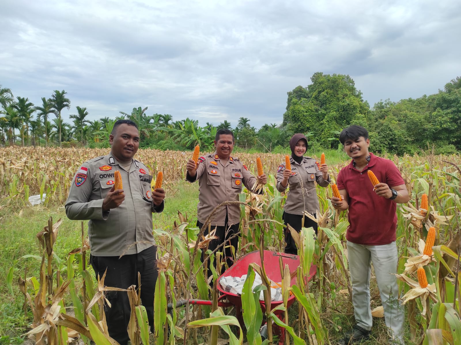Panen Jagung Perkuat Ketahanan Pangan, Polsek Rupat Bersama Petani Raih Hasil Memuaskan